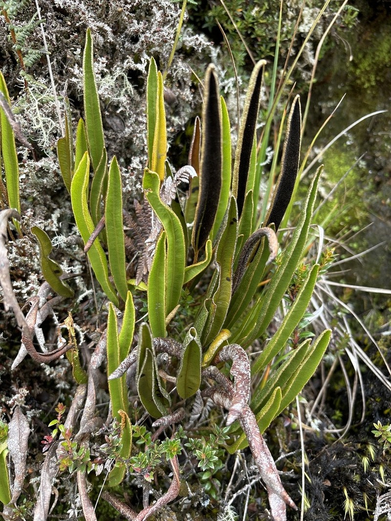 Elaphoglossum mathewsii photo 2