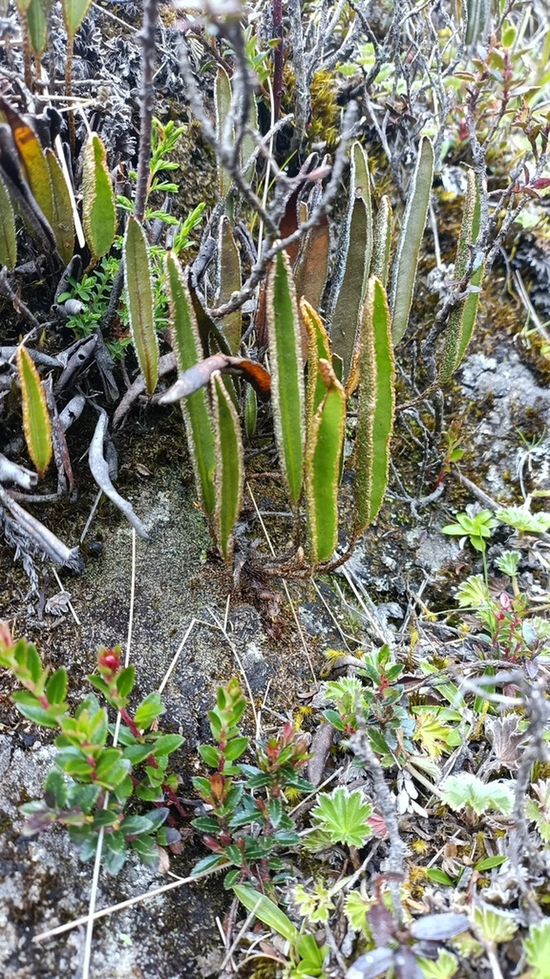 Elaphoglossum mathewsii photo 3