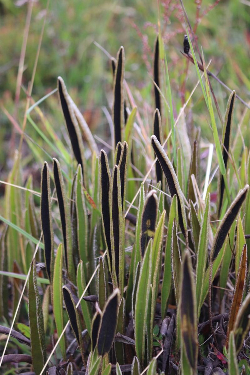 Elaphoglossum mathewsii photo 4