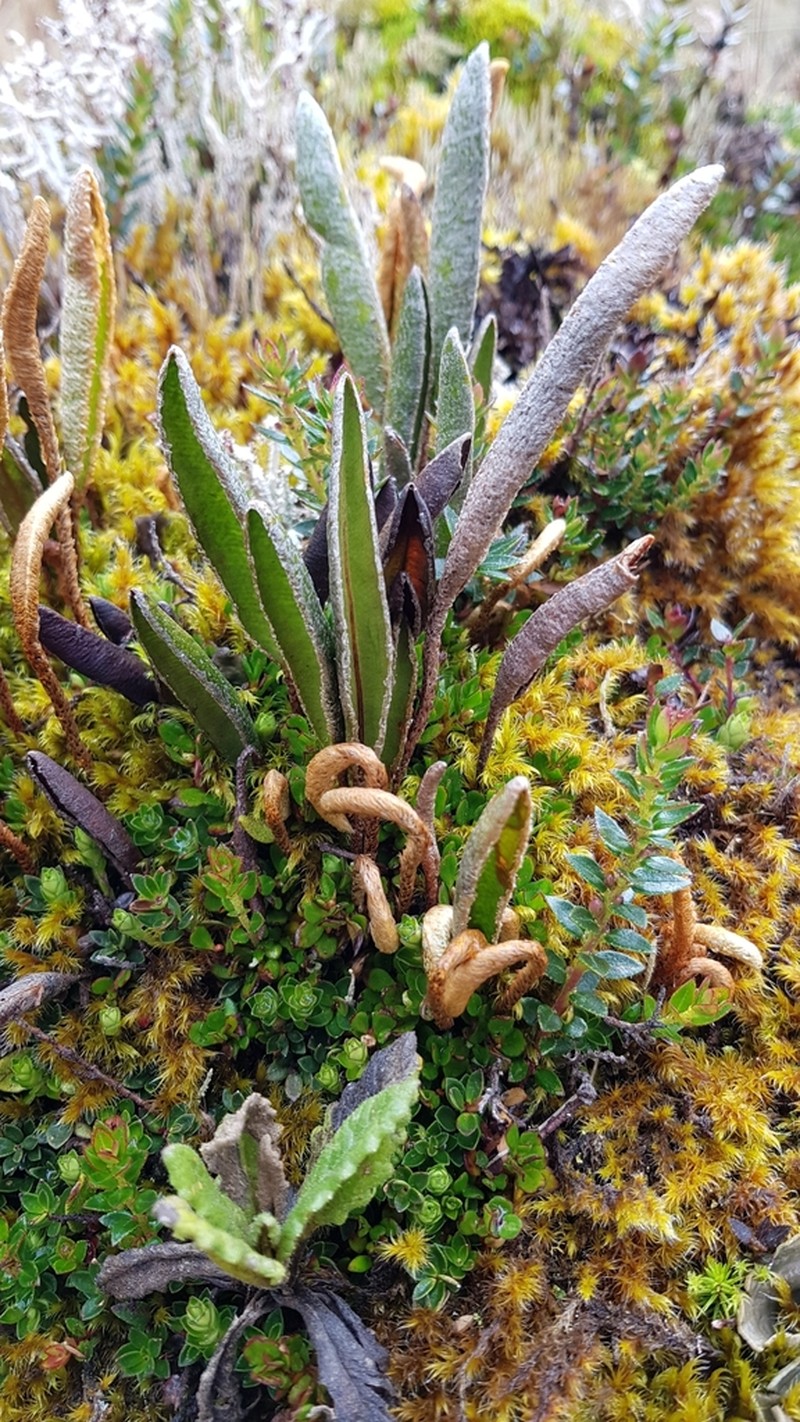 Elaphoglossum mathewsii photo 5