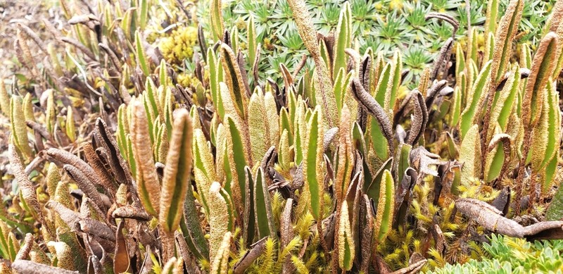 Elaphoglossum mathewsii photo 6