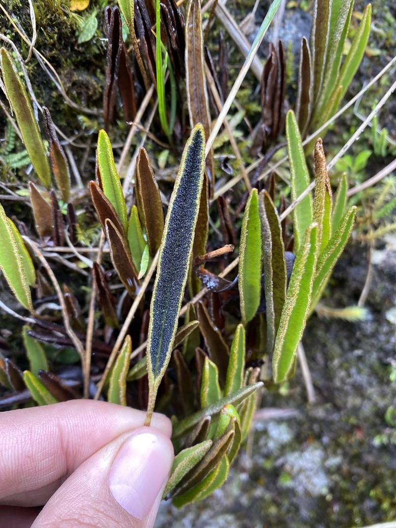 Elaphoglossum mathewsii photo 7
