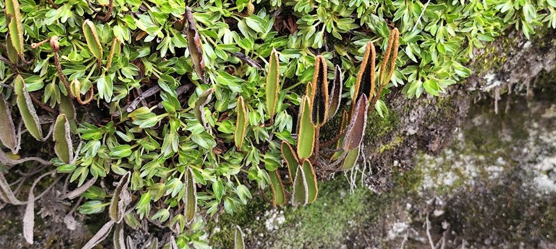 Elaphoglossum mathewsii photo 8