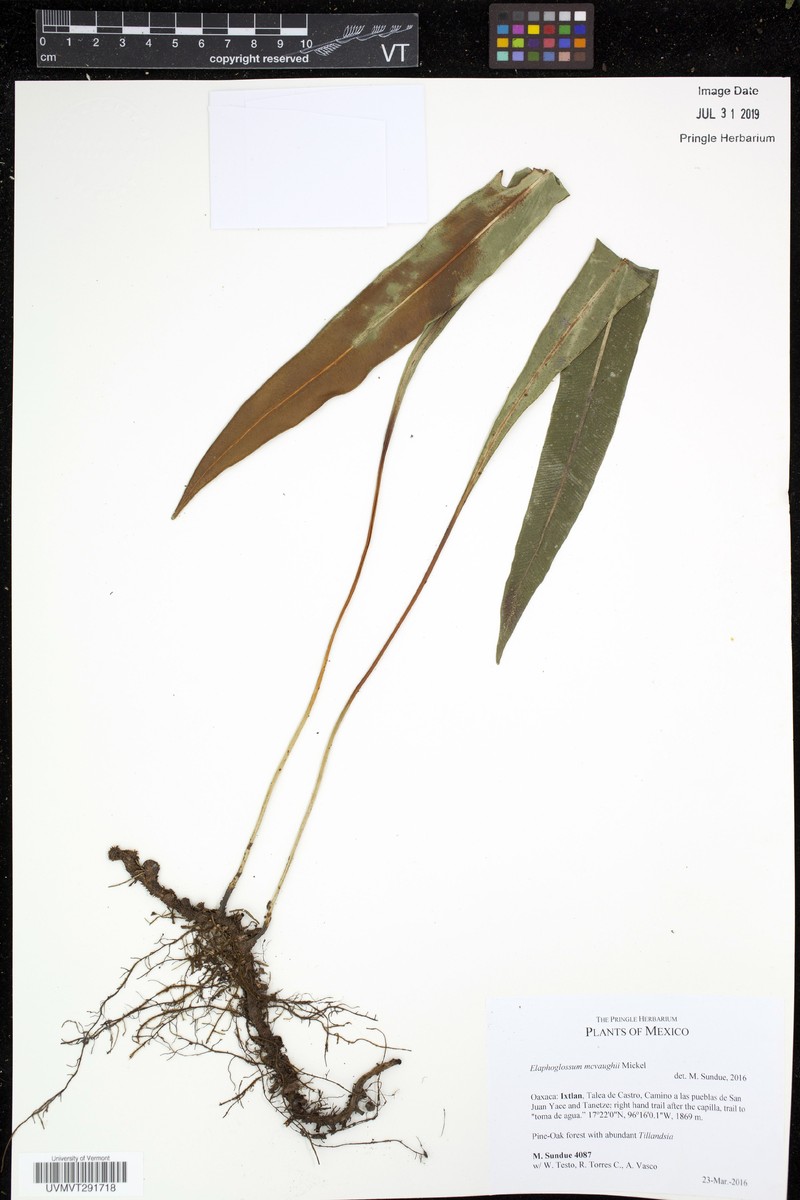 Elaphoglossum mcvaughii
