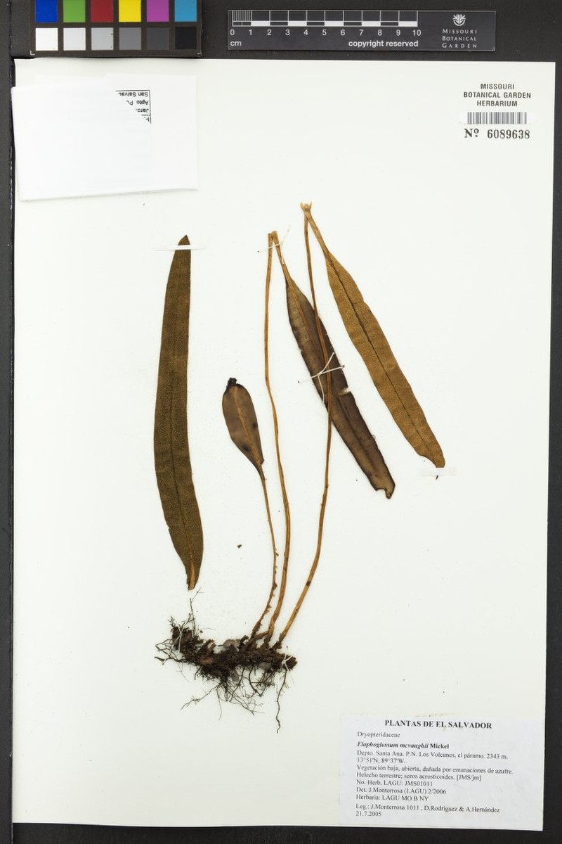 Elaphoglossum mcvaughii photo 2