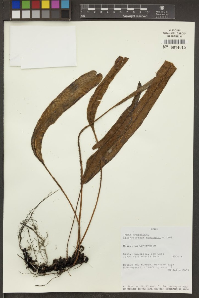 Elaphoglossum mcvaughii photo 3