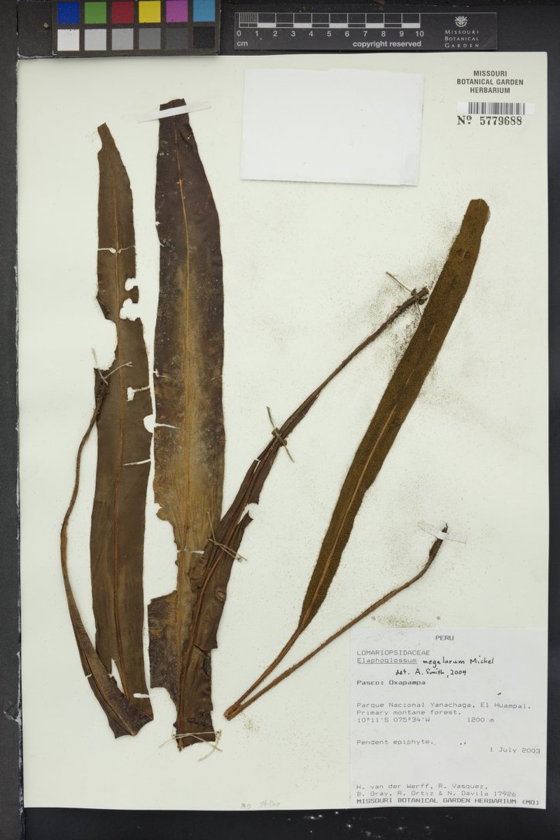 Elaphoglossum megalurum