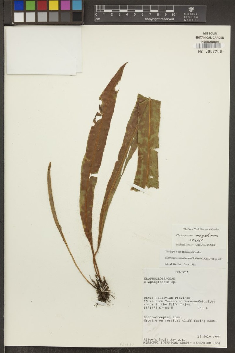 Elaphoglossum megalurum photo 2