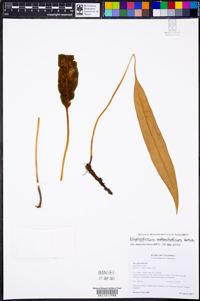 Elaphoglossum melancholicum