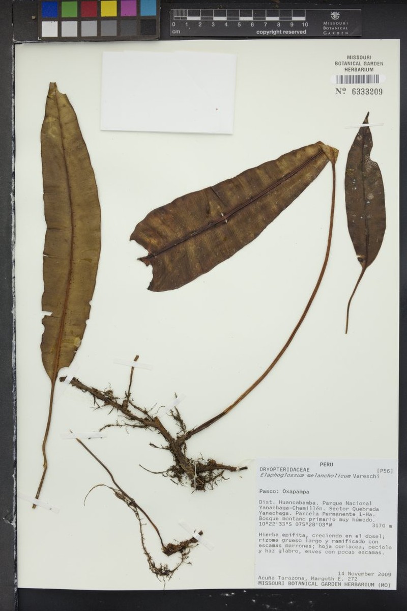 Elaphoglossum melancholicum photo 2