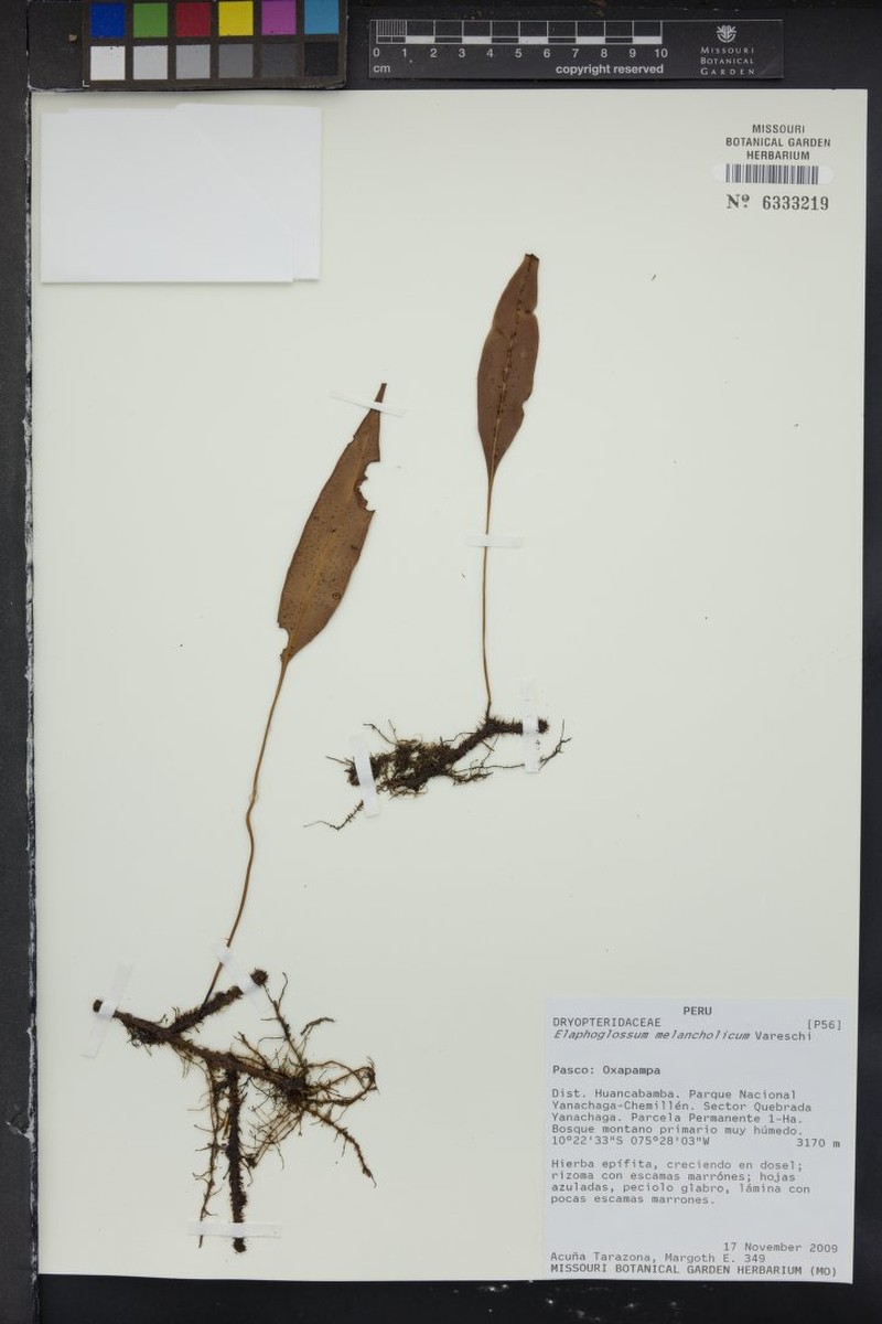 Elaphoglossum melancholicum photo 3