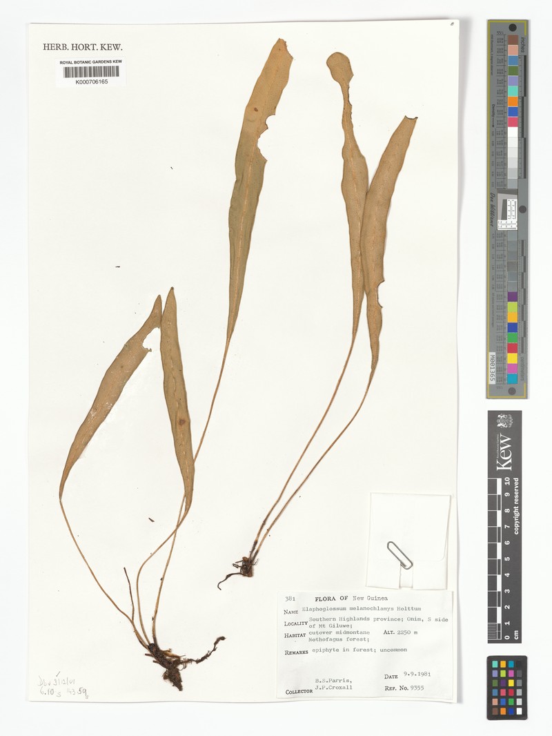 Elaphoglossum melanochlamys