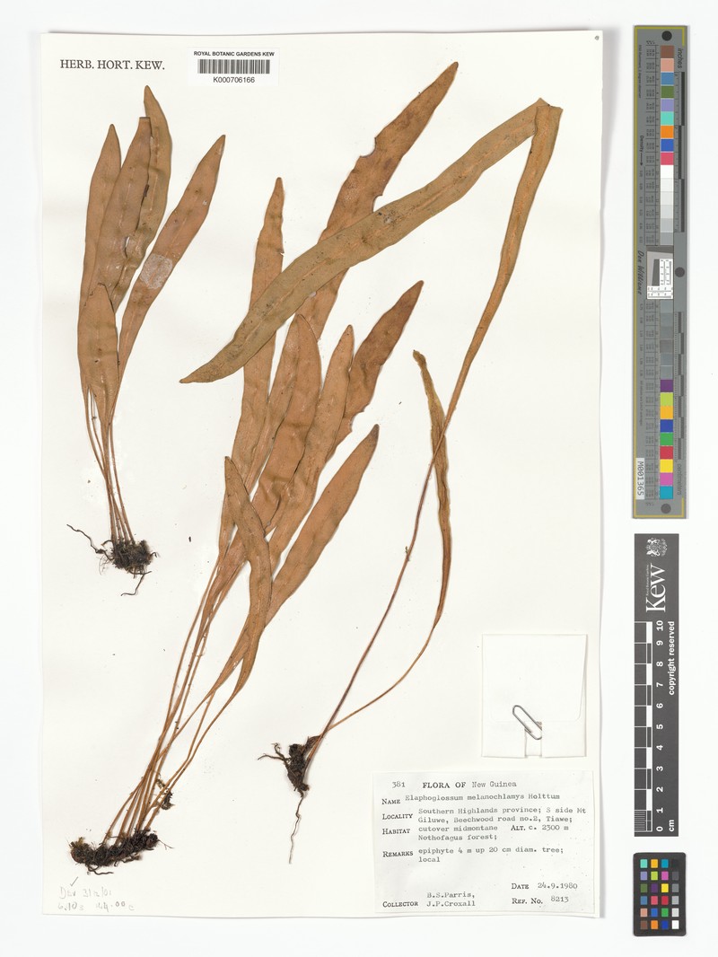 Elaphoglossum melanochlamys photo 2