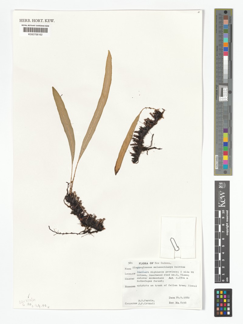 Elaphoglossum melanochlamys photo 3