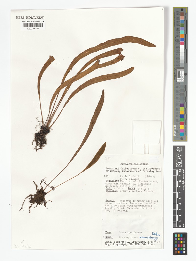Elaphoglossum melanochlamys photo 4