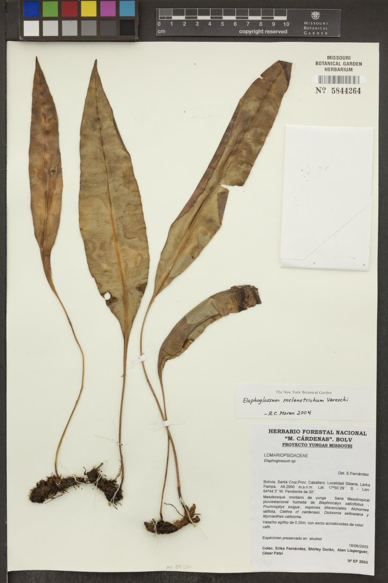 Elaphoglossum melanostictum