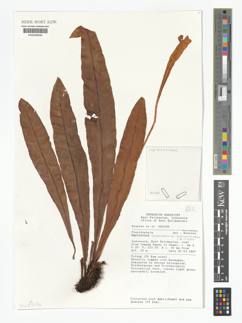 Elaphoglossum melanostictum photo 2