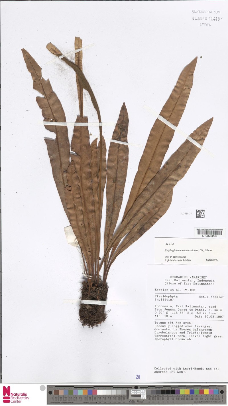 Elaphoglossum melanostictum photo 3