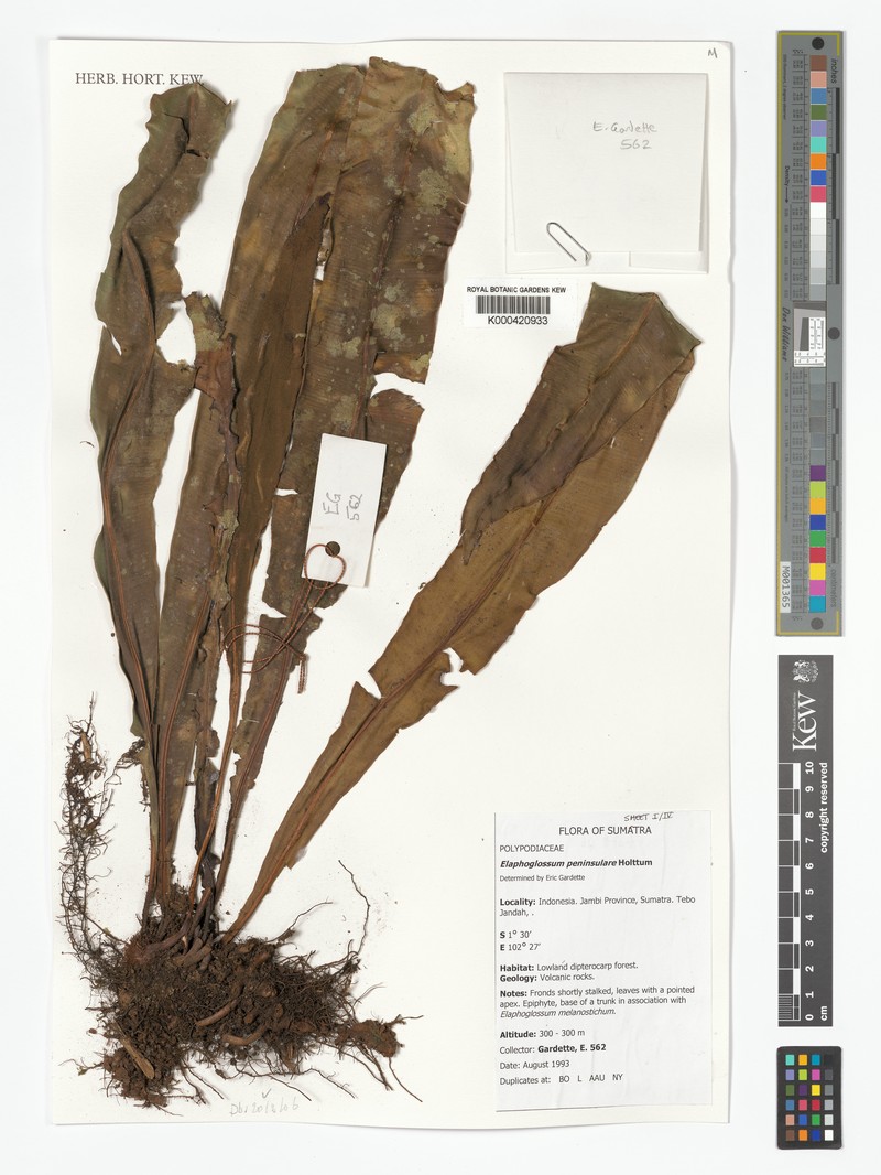 Elaphoglossum melanostictum photo 4