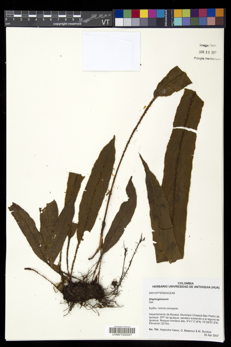 Elaphoglossum meridense