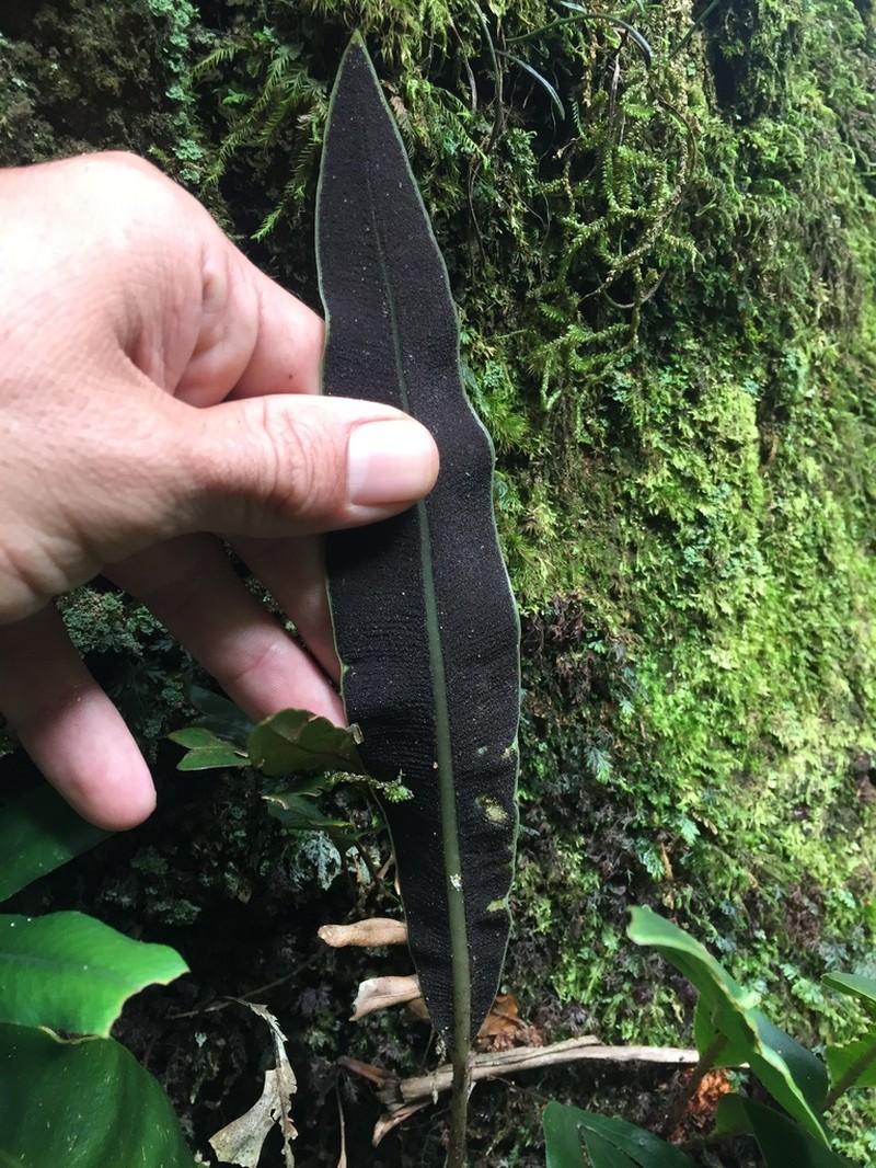 Elaphoglossum mesoamericanum