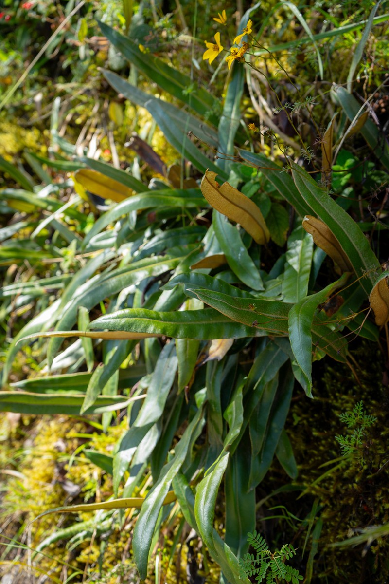 Elaphoglossum mesoamericanum photo 2