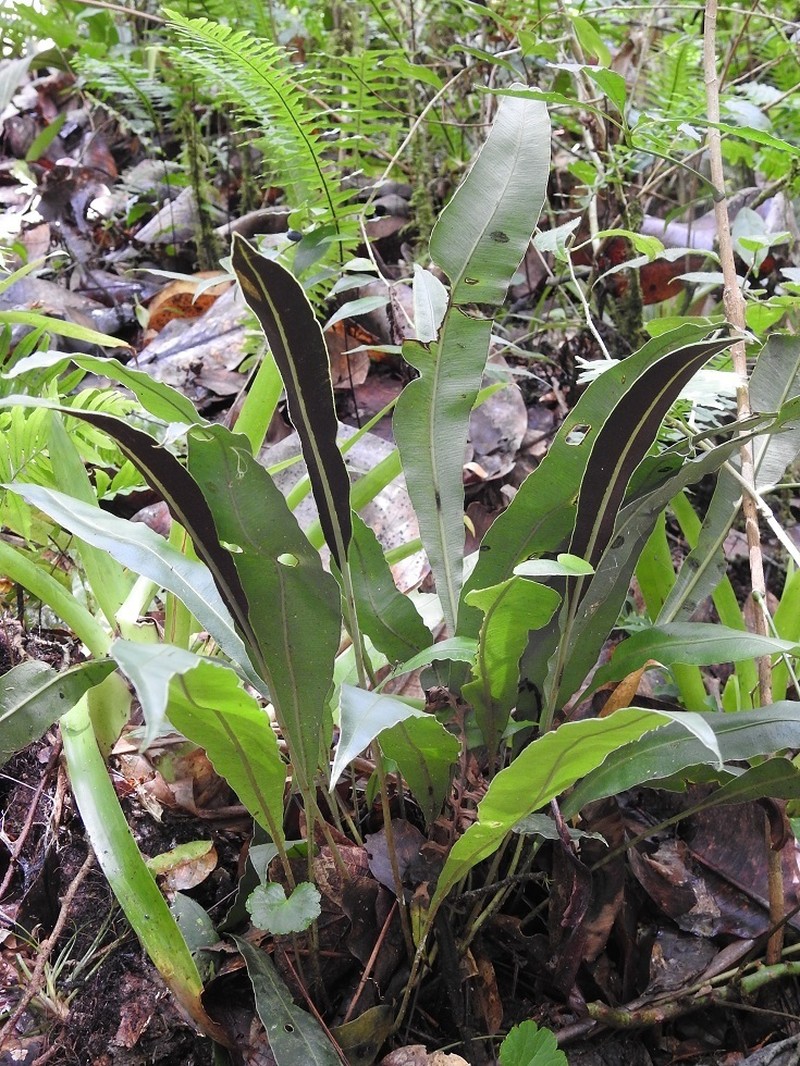 Elaphoglossum mesoamericanum photo 3
