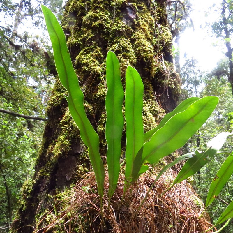 Elaphoglossum mesoamericanum photo 4