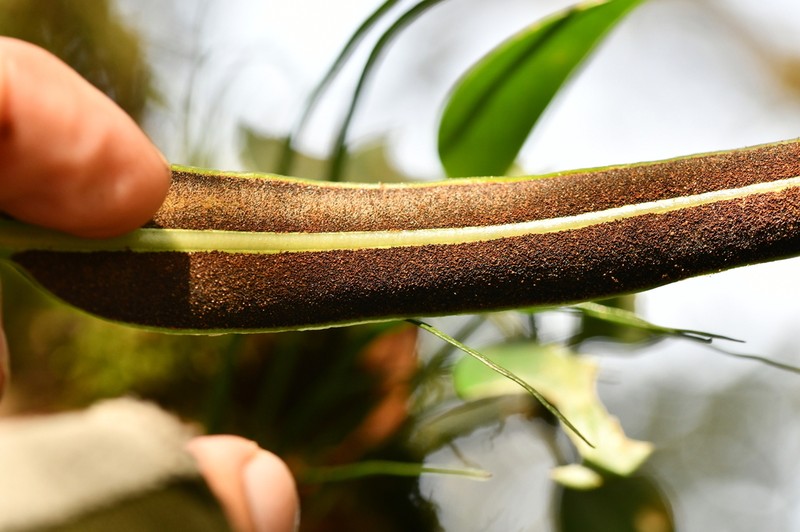 Elaphoglossum mesoamericanum photo 5