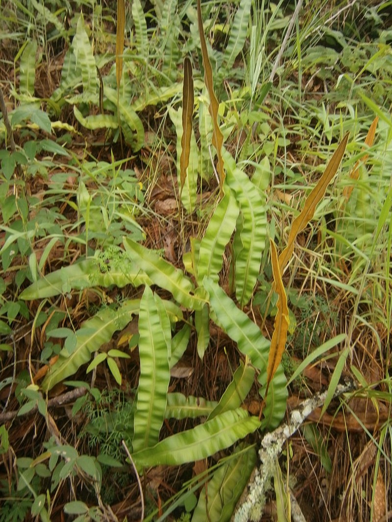 Elaphoglossum mesoamericanum photo 6