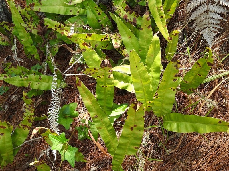 Elaphoglossum mesoamericanum photo 7