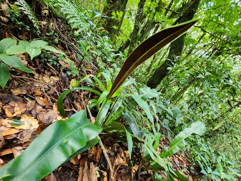 Elaphoglossum mesoamericanum photo 8