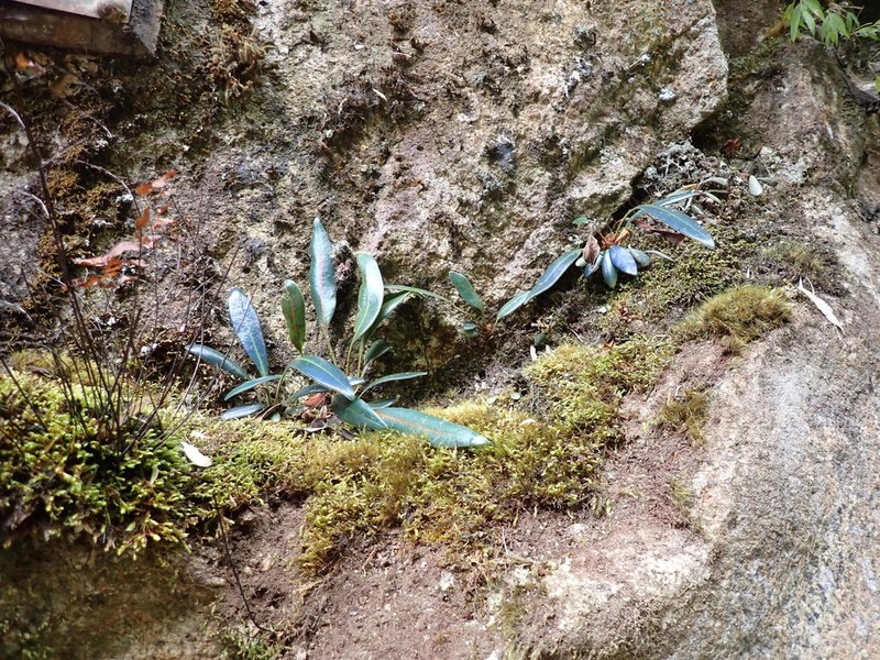 Elaphoglossum metallicum photo 2
