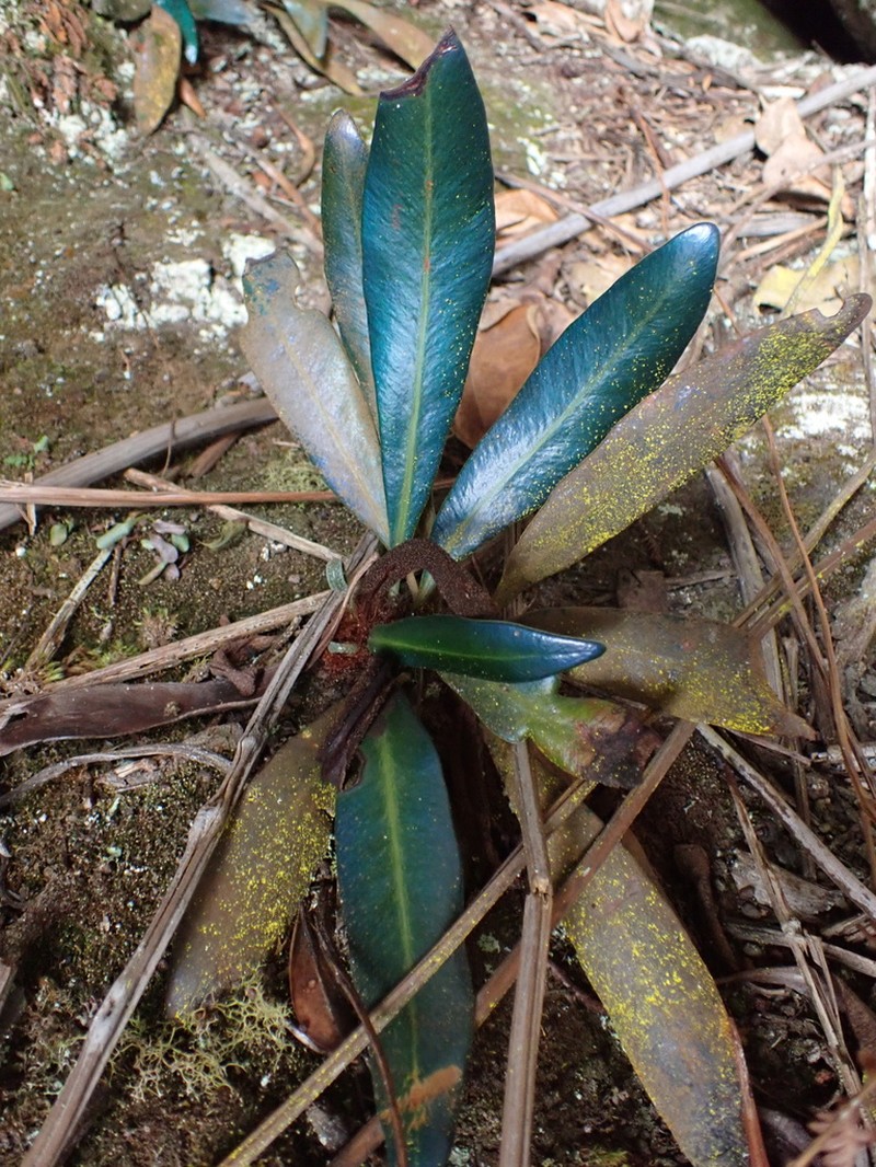 Elaphoglossum metallicum photo 3