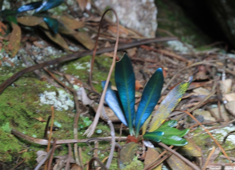 Elaphoglossum metallicum photo 4