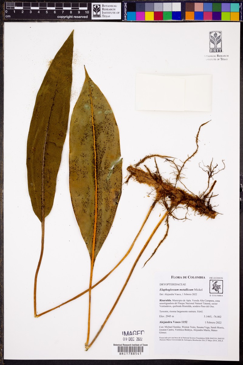 Elaphoglossum metallicum photo 6