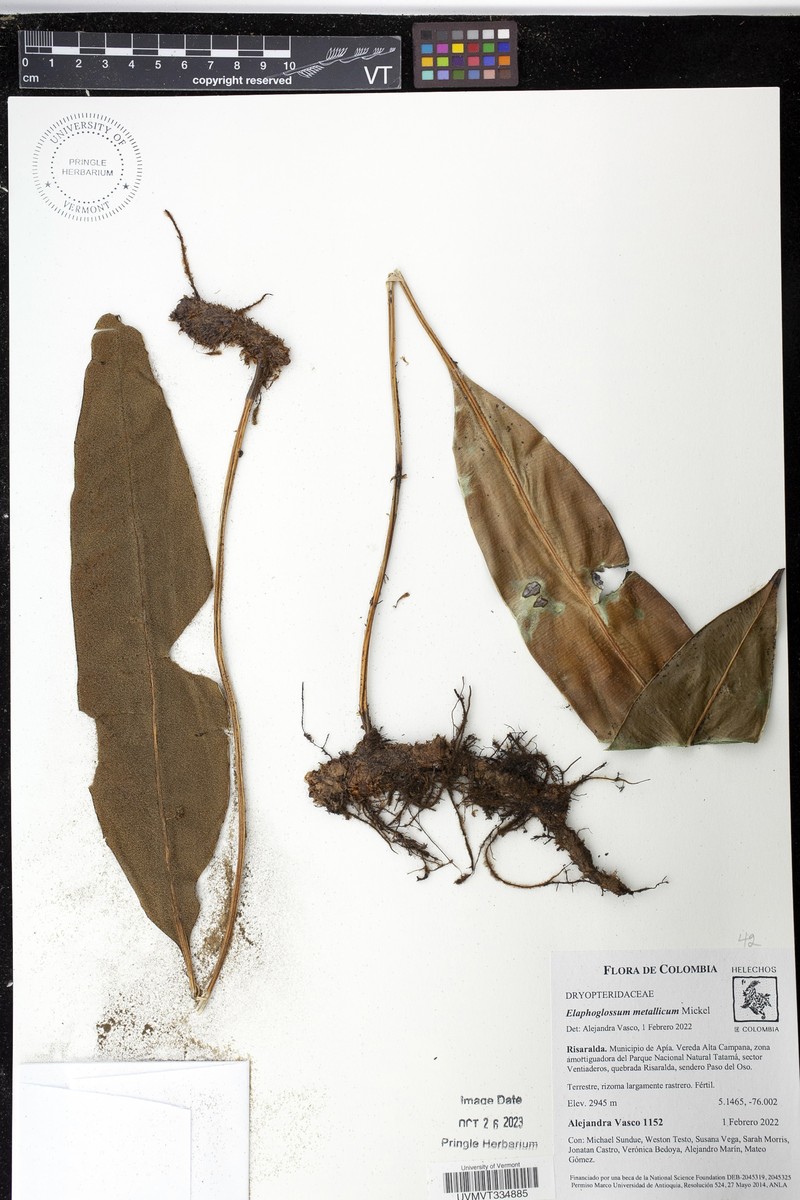 Elaphoglossum metallicum photo 7