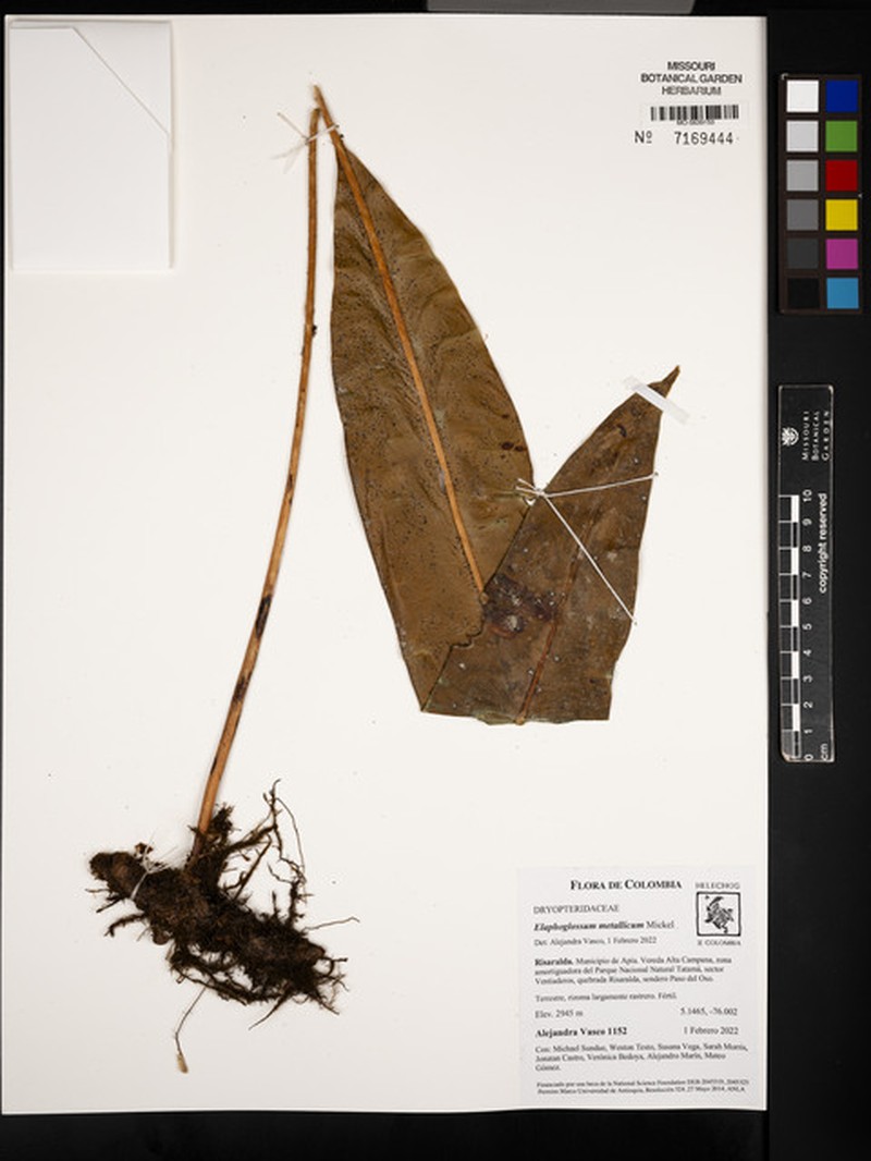 Elaphoglossum metallicum photo 8