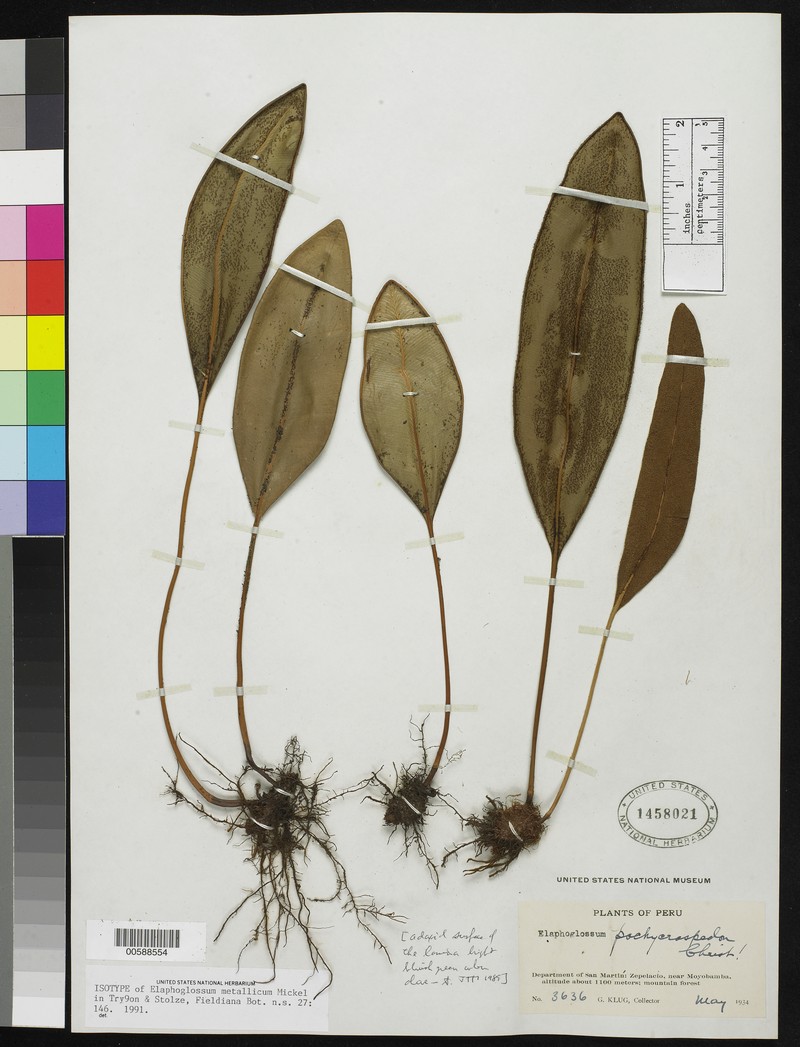 Elaphoglossum metallicum
