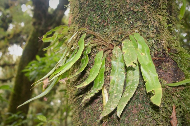 Elaphoglossum mexicanum