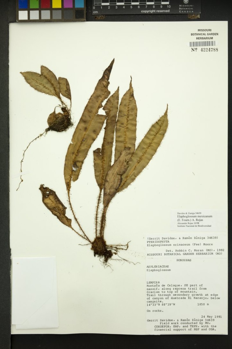 Elaphoglossum mexicanum photo 3
