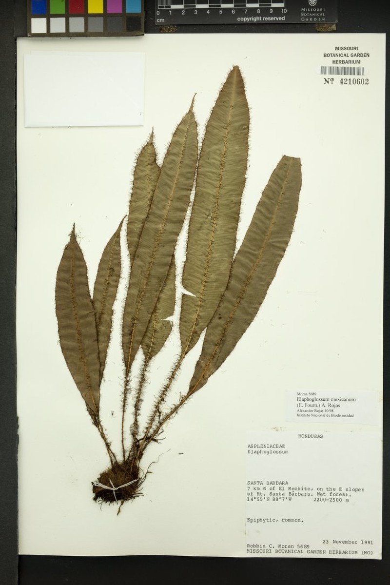 Elaphoglossum mexicanum photo 4