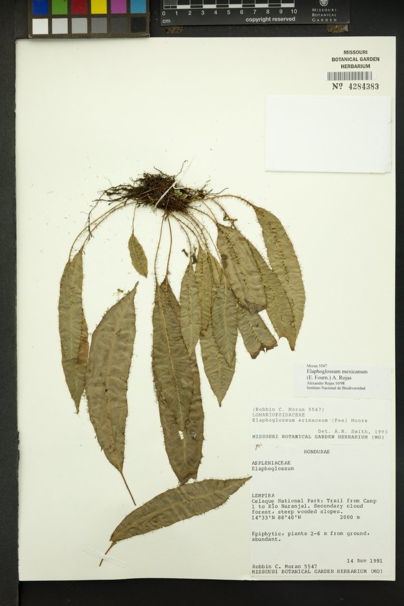 Elaphoglossum mexicanum photo 5