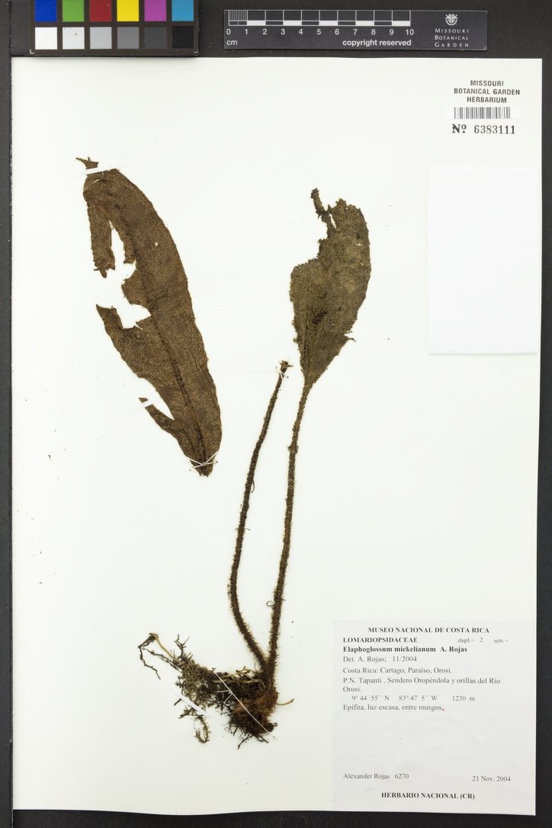 Elaphoglossum mickelianum