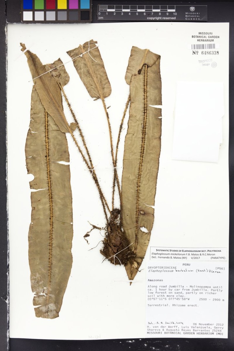 Elaphoglossum mickeliorum