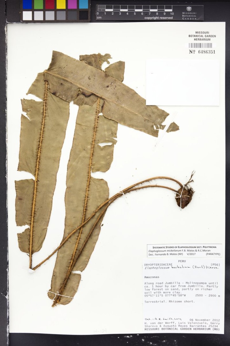 Elaphoglossum mickeliorum photo 2