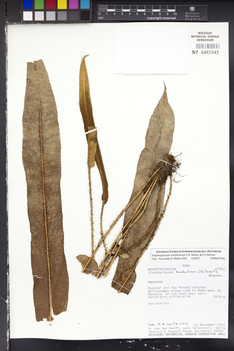 Elaphoglossum mickeliorum photo 3