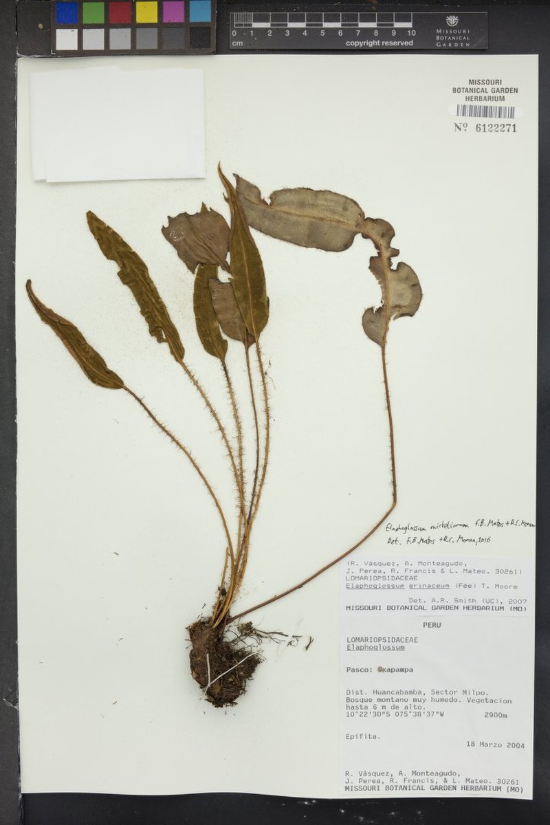 Elaphoglossum mickeliorum photo 4