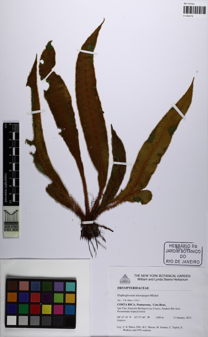 Elaphoglossum micropogon
