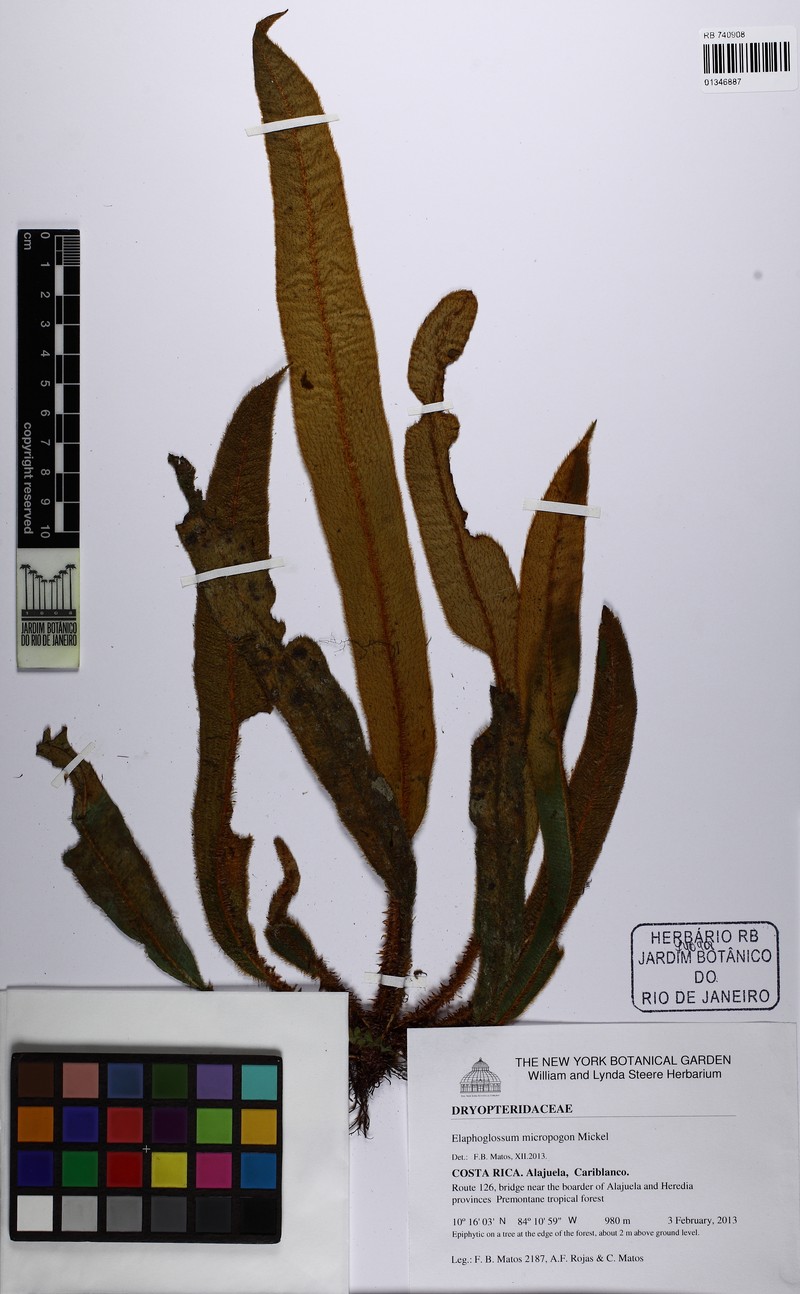 Elaphoglossum micropogon photo 2